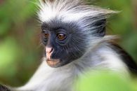 Monkey in Close Up Photography
