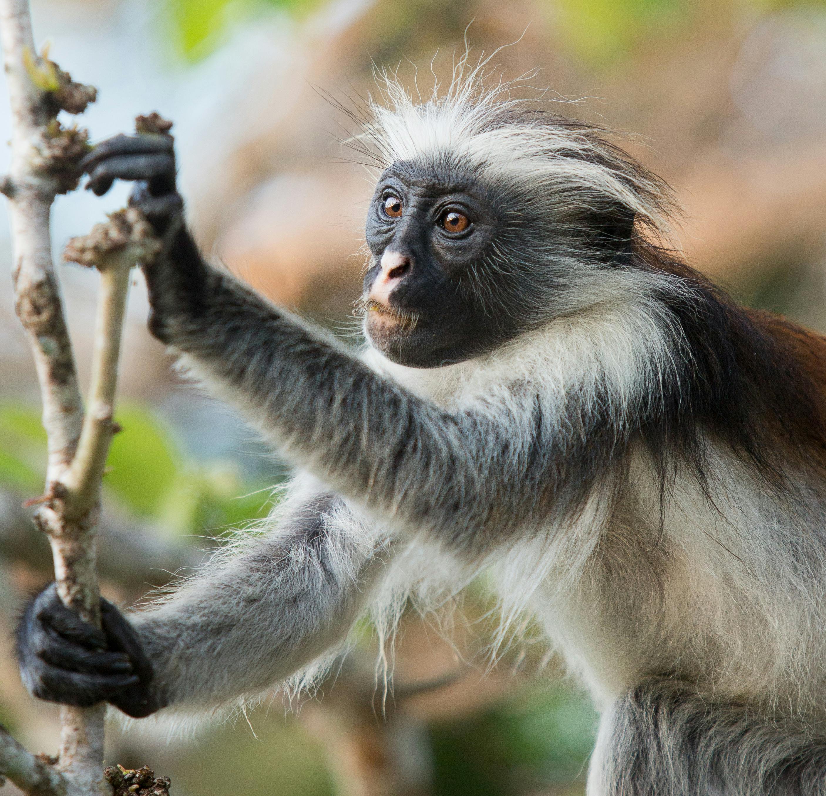 Close up of a zanzibar red colobus