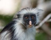 Close Up Photo of a Monkey