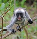 White and Black Monkey on Brown Tree Branch