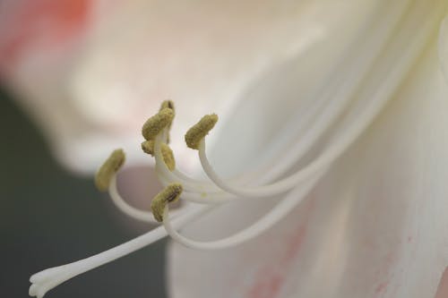 คลังภาพถ่ายฟรี ของ การถ่ายภาพมาโคร, ขาว, ดอกไม้