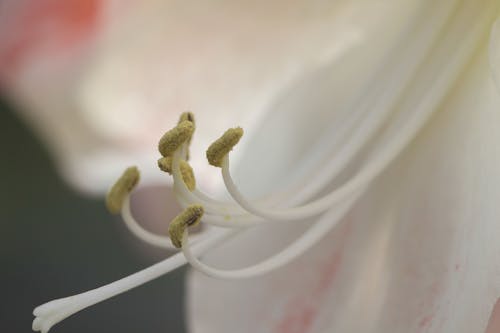 White and Beige Flower