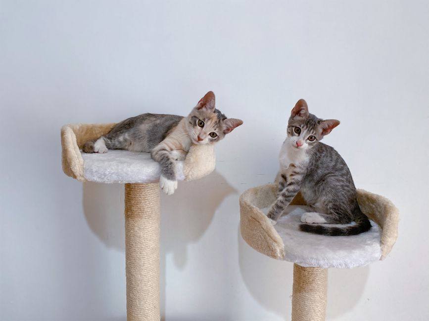 Two adorable kittens relaxing on cozy cat trees indoors, perfect for pet enthusiasts.