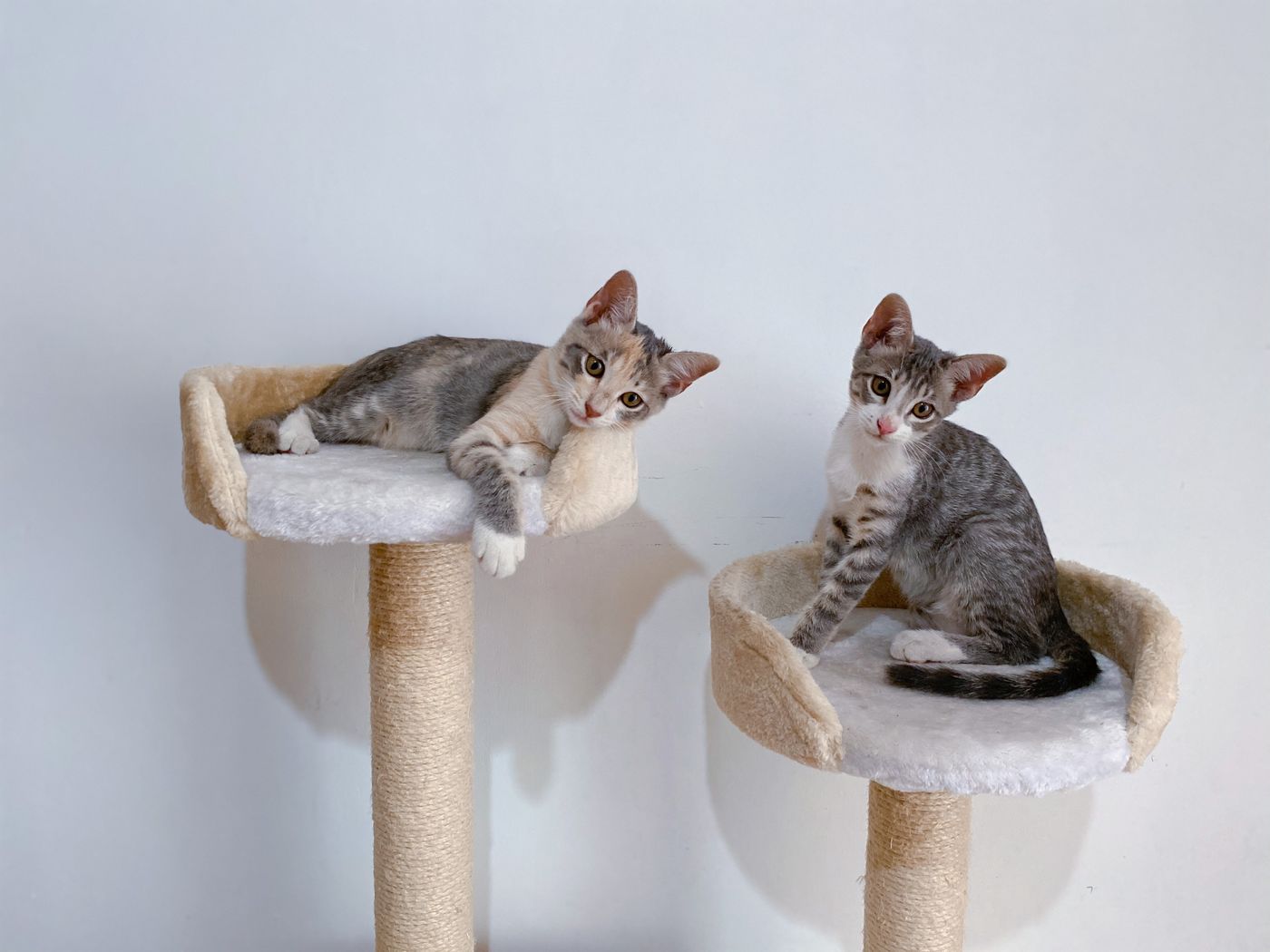 Two kittens relaxing on cozy cat trees indoors