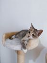 White and Brown Cat on White Textile