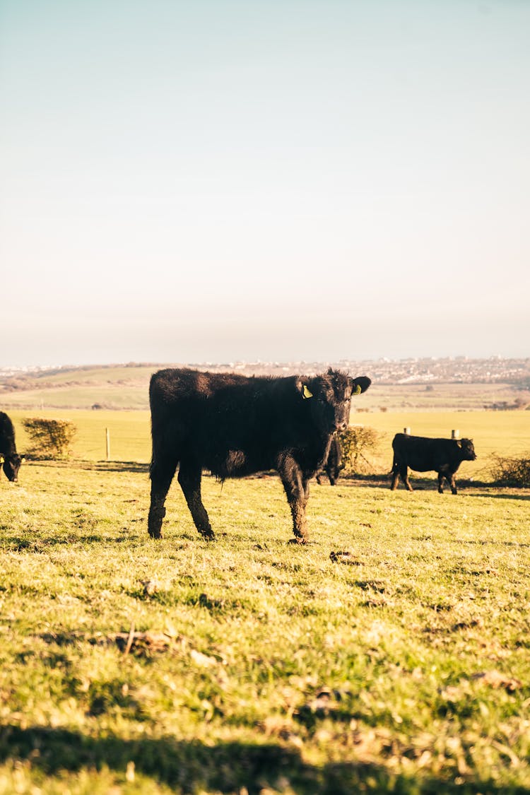 A Black Cow Standing In A Pasture