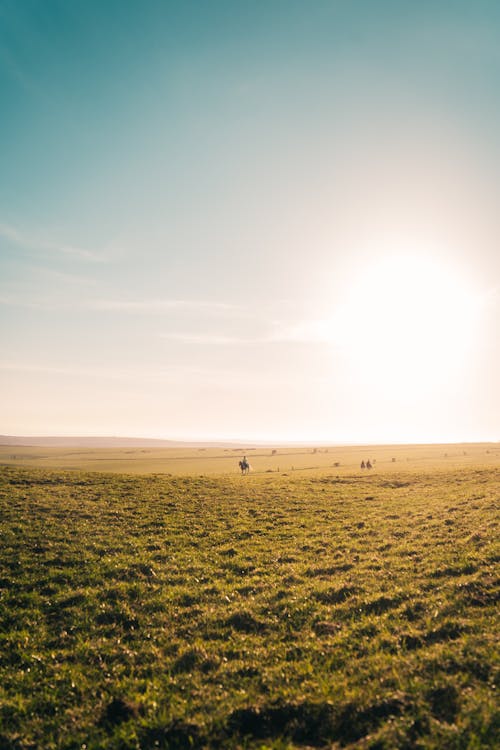 Immagine gratuita di campo d'erba, cielo bianco, natura