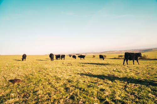 Immagine gratuita di animali, campo d'erba, cielo sereno