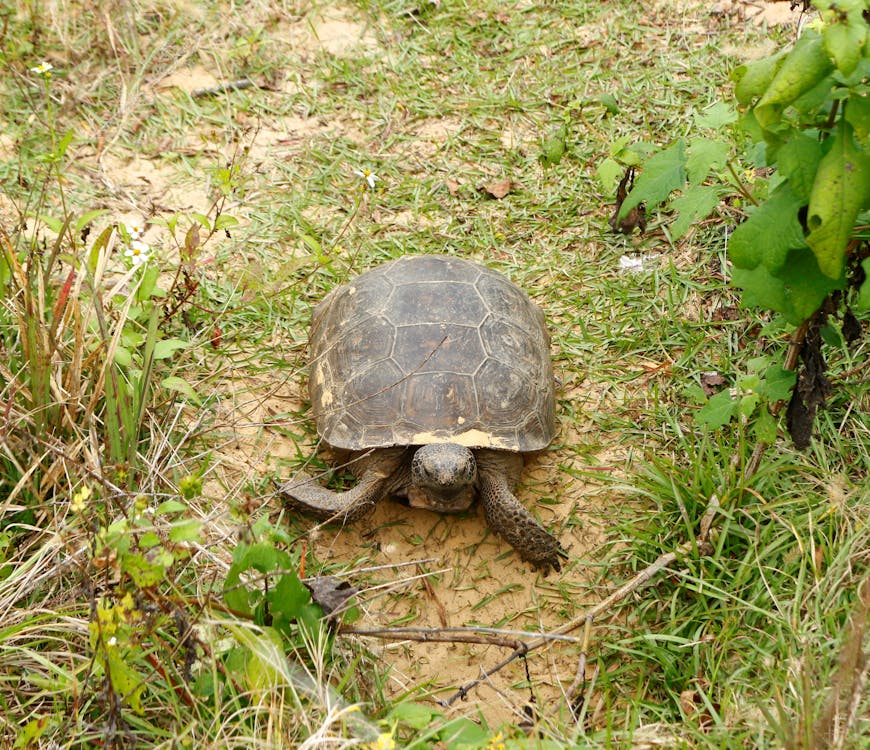 Foto d'estoc gratuïta de animal, gopher, protegit