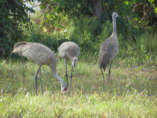 Foto d'estoc gratuïta de aus familiars, grua sandhill, ocells