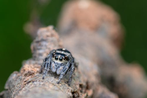 Close-Up Shot of a Spider on a Wood