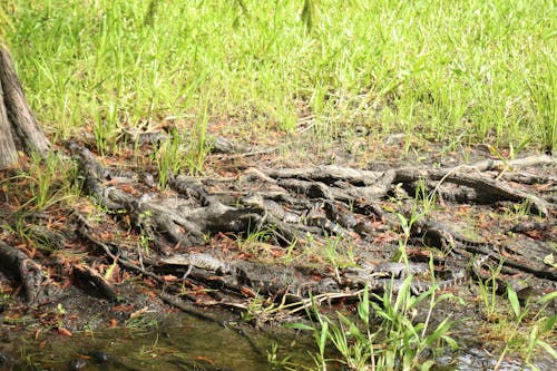 Foto d'estoc gratuïta de aiguamoll, caiman, Florida