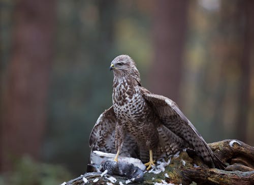 Foto Close Up Brown Peregrine Falcon