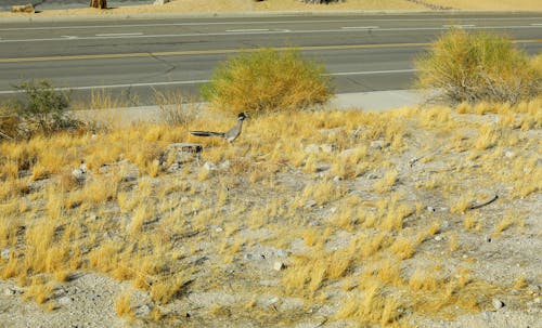 Foto d'estoc gratuïta de corredor, desert, ocell corredor