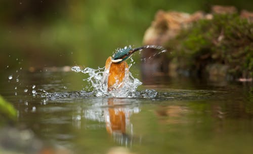Gratis Uccello Marrone E Blu Sul Corpo D'acqua Fotografia Del Primo Piano Foto a disposizione