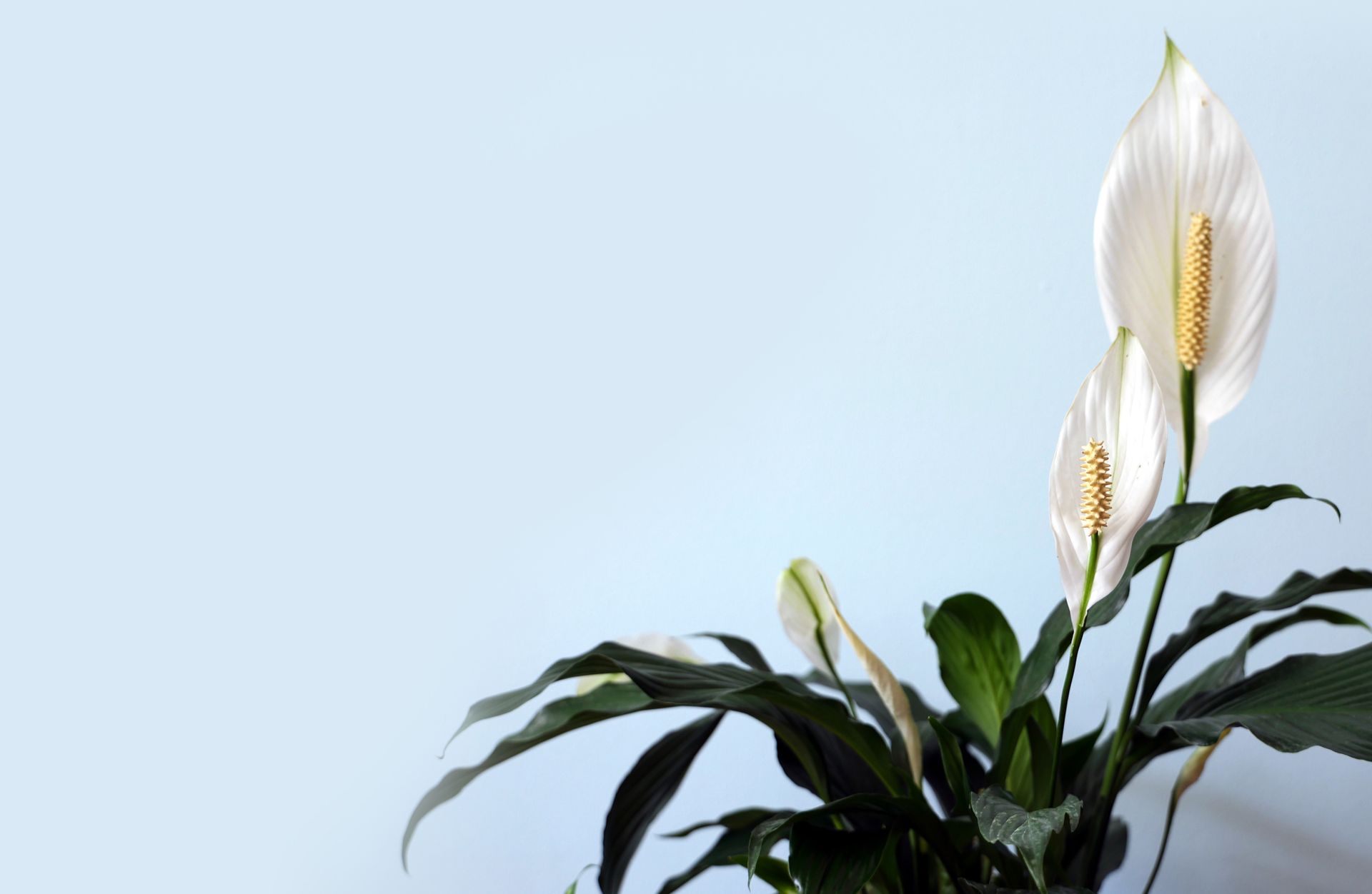 Beautiful peace lily plant with white blooms and lush green leaves against a light background.