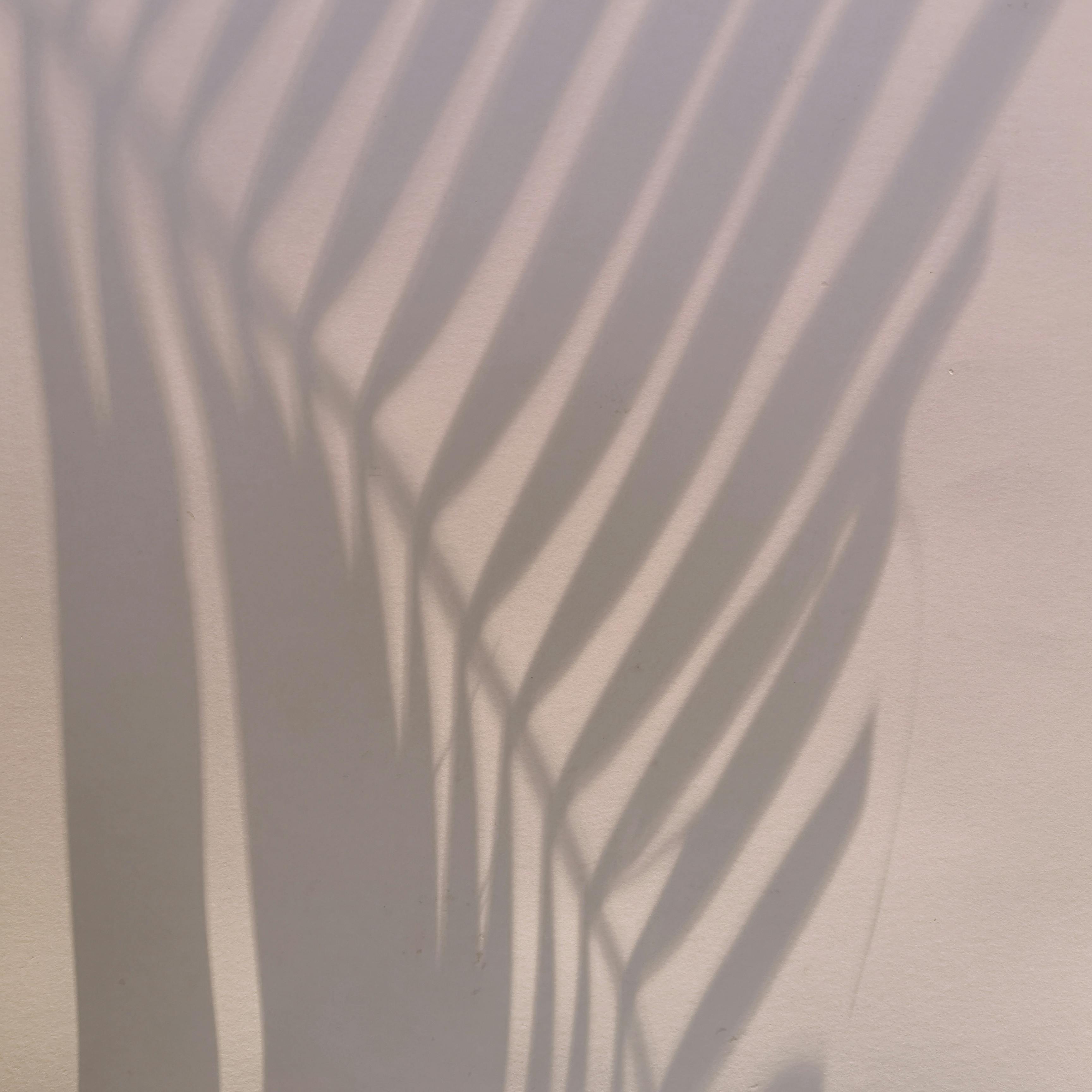 Shadow in shape of palm leaf located on light pink wall on summer day