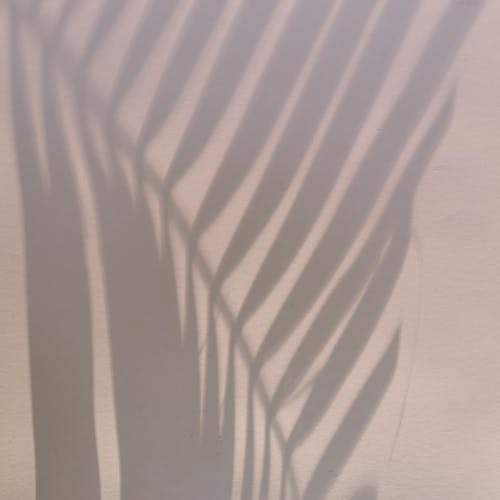 Shadow in shape of palm leaf located on light pink wall on summer day