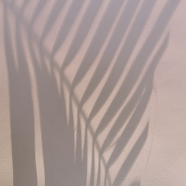 Shadow in shape of palm leaf located on light pink wall on summer day