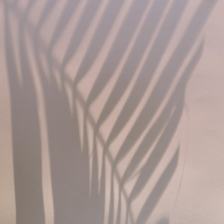 Palm Leaf Shade On Wall