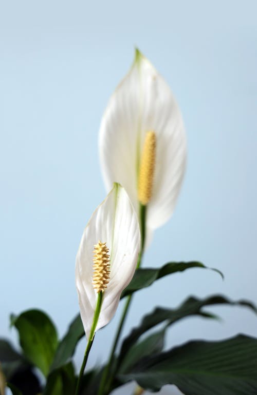 Bezpłatne Darmowe zdjęcie z galerii z biały, fotografia kwiatowa, kwiat Zdjęcie z galerii