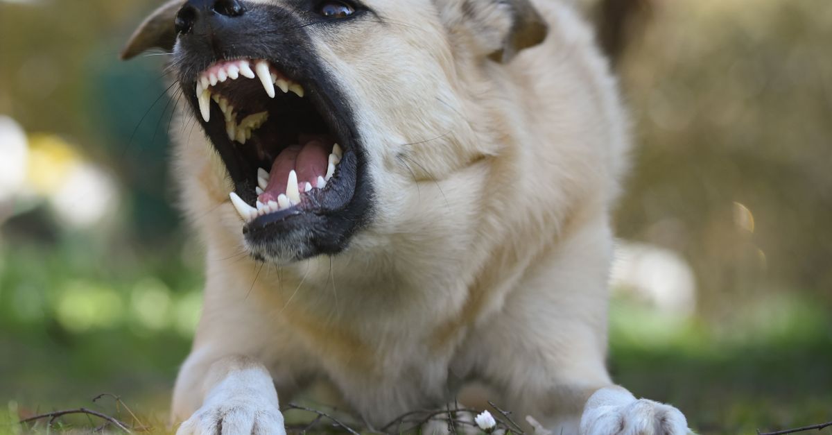 Rabies Found in Skunk Triggers Public Health Alert in B.C. Interior