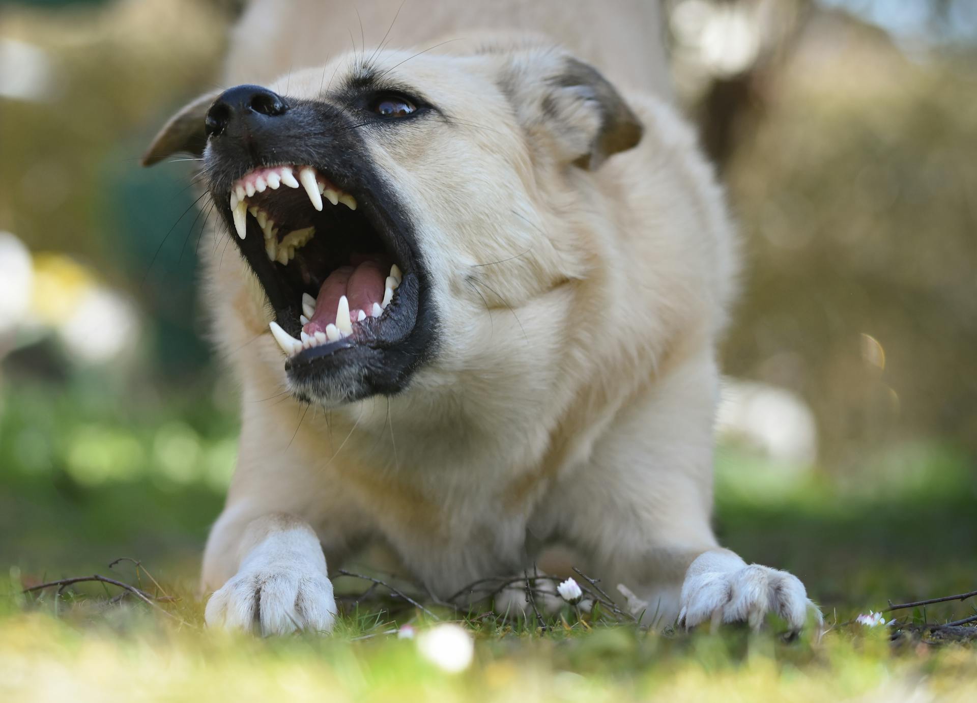 Un chien en colère au premier plan