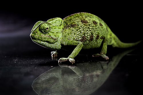 Free stock photo of animal, big eyes, chameleon