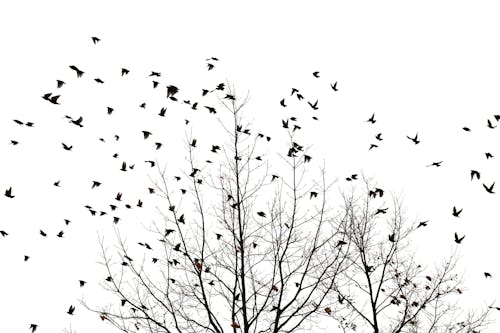 Free Grayscale Photo of a Flock of Birds Flying by Leafless Trees Stock Photo