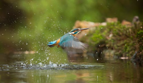 Foto Van Ijsvogel Vliegen Boven Rivier