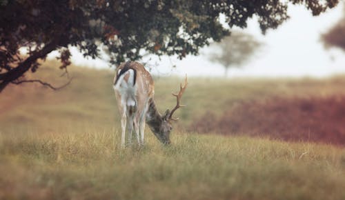 Close-up Photography of Deer