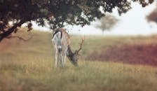 Buck Images