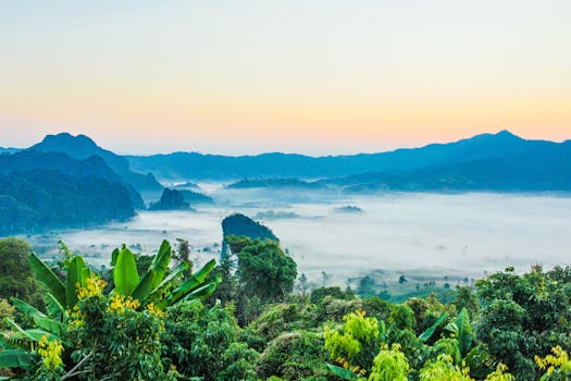 在一个宁静的山谷中，美丽的热带景观与晨雾和郁郁葱葱的绿色植物相映成趣