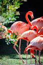 Pink Flamingos in Tilt Shift Lens