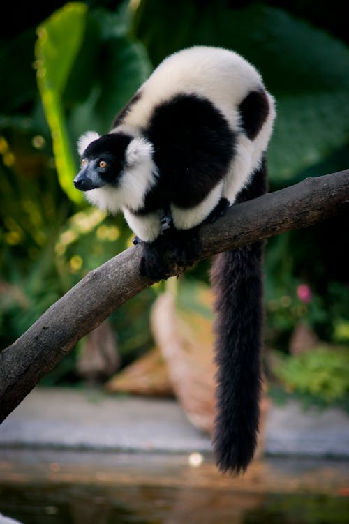 Free A Black and White Ruffed Lemur on a Branch Stock Photo