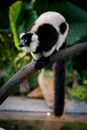 A Black and White Ruffed Lemur on a Branch