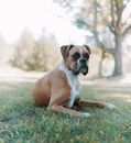 A Boxer Sitting on the Grass