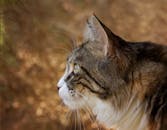 山猫的户外特写肖像，毛皮质感细腻，目光专注