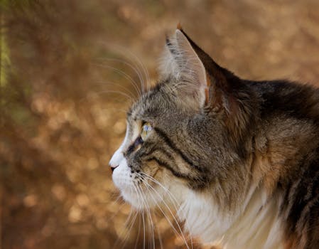 山猫的户外特写肖像，毛皮质感细腻，目光专注