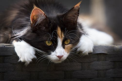 옥양목 고양이의 초점 사진