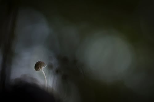 Mise Au Point Peu Profonde De La Peinture Aux Champignons Blancs