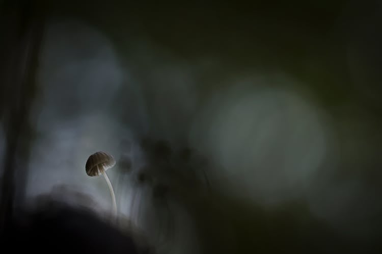 Shallow Focus Of White Mushroom Painting