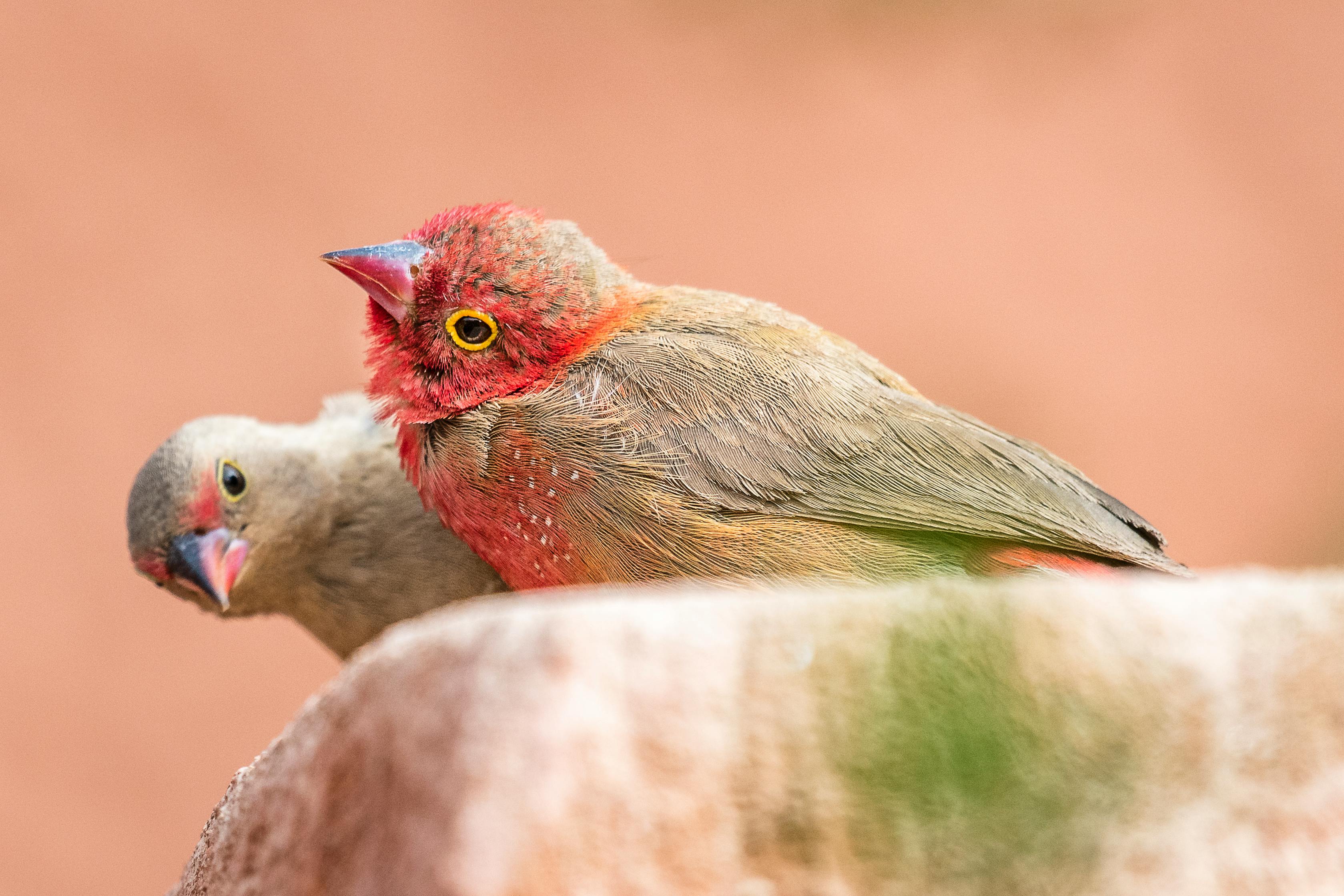 close up of red billed firefinches