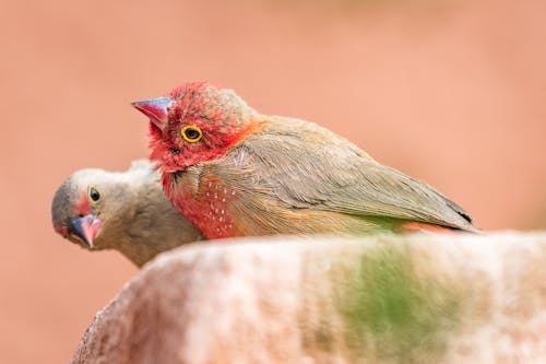 Close-up of Red Billed Firefinches