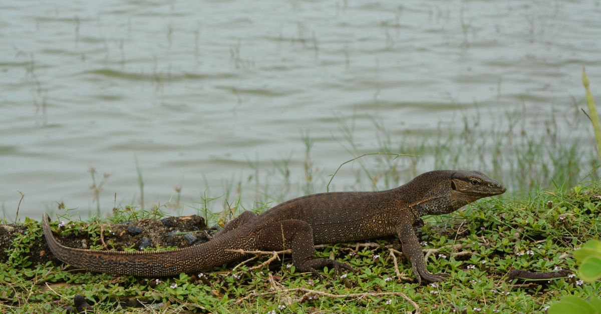 Monitor lizard on grass by water in Yala, Sri Lanka. Wildlife in natural habitat.