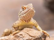 Brown and Black Bearded Dragon on Brown Rock