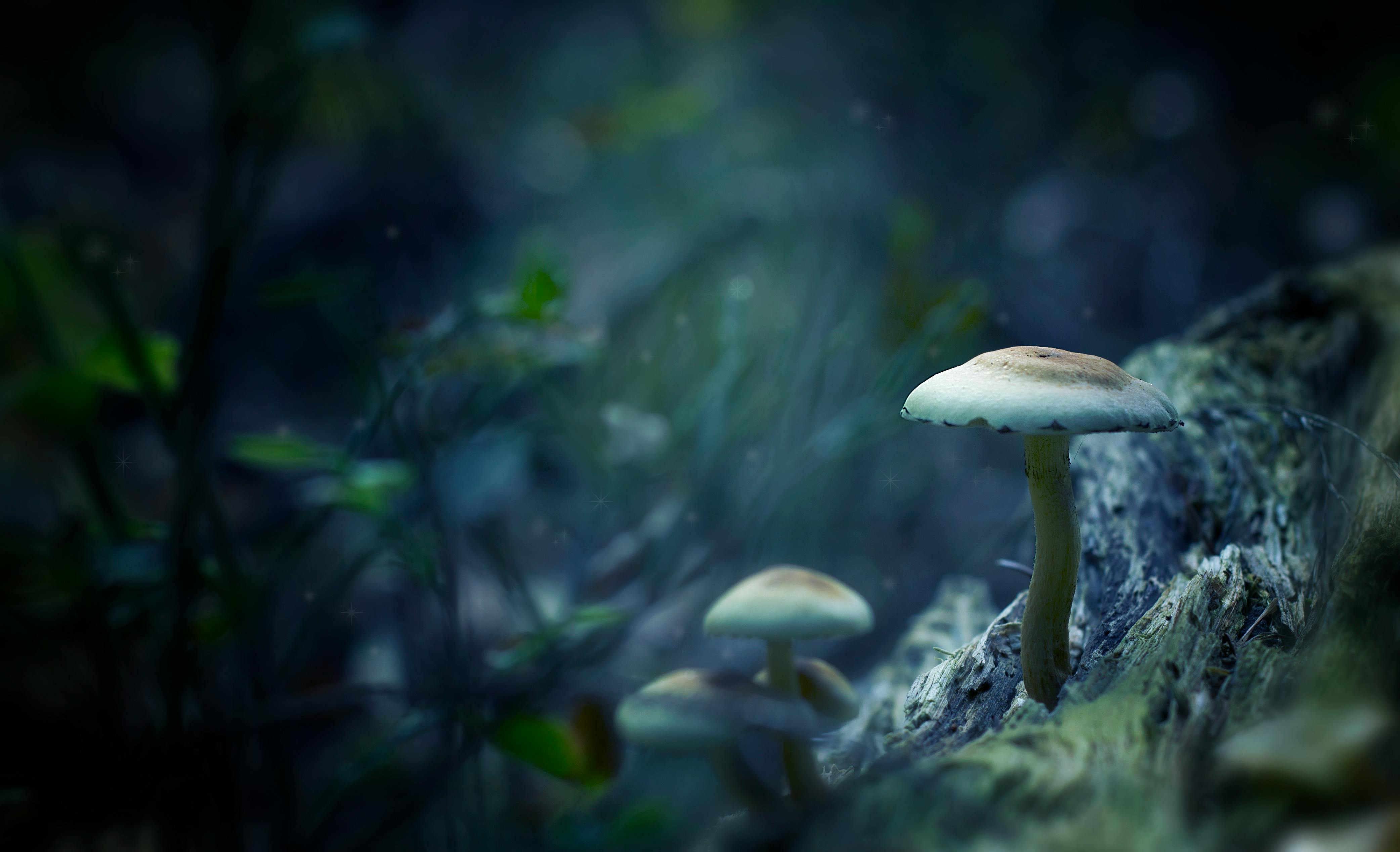 Mushroom plant dark fungi HD phone wallpaper  Peakpx
