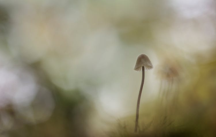 Mushroom Painting