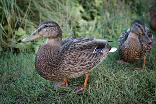 Close-Up Shot of Wild Ducks on the Grass