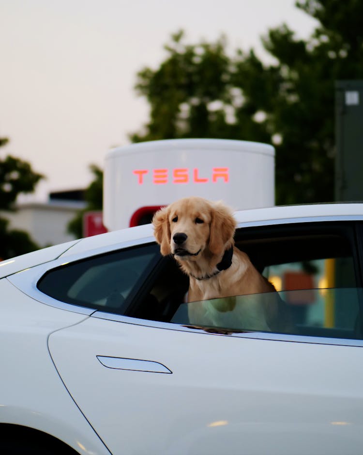 A Golden Retriever On The Car